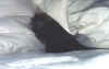 Kiowa_sleeping.jpg (32692 bytes)