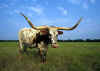 longhorn.jpg (17291 bytes)